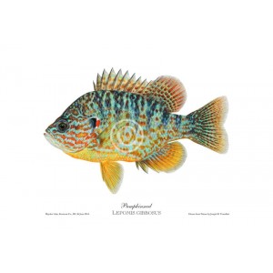 dragon fly bluegill realistic wings yellow panfish sunfish pumpkinseed  longear smallmouth bass trout