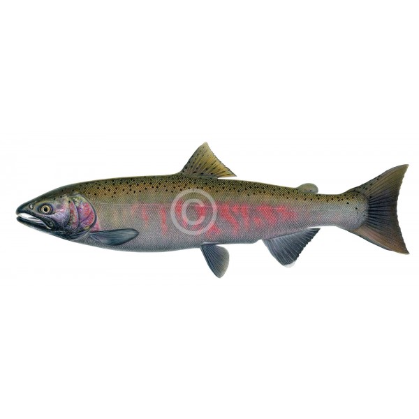 https://www.americanfishes.com/200-large_default/coho-salmon-spawning-female.jpg
