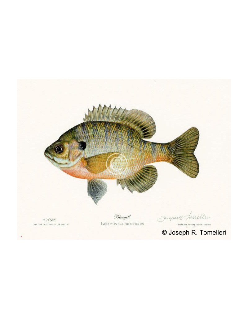Bluegill Sunfish Watercolour Brush Pens Fishing Lures, Vintage Lures, Fish  Art, Wall Art, Maps, Nautical, Wildlife, Birds, Marine 