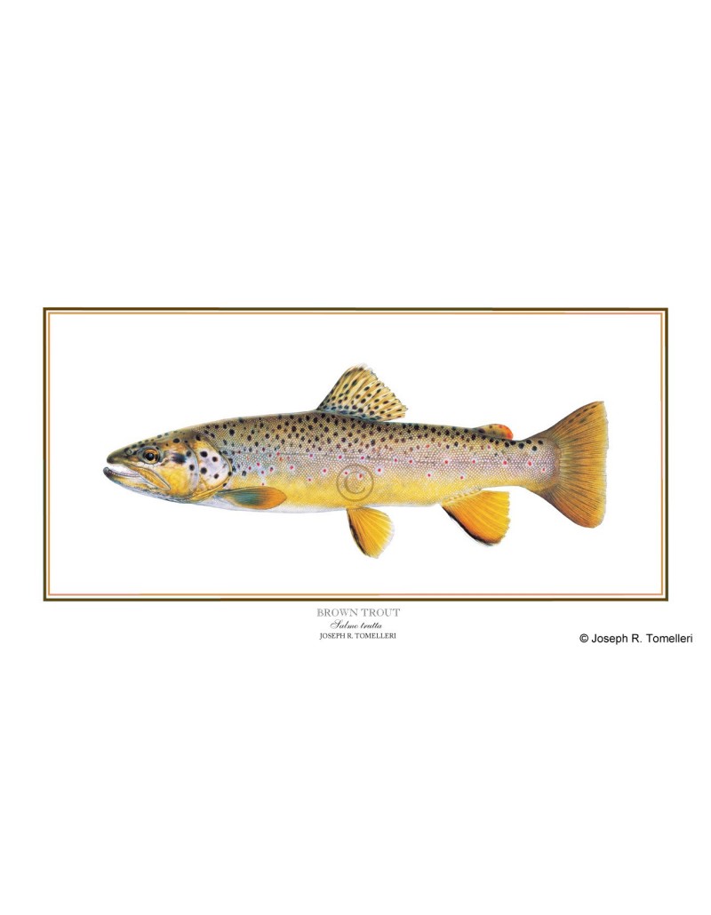Restored Trout Illustration Printable Wall Art/hq Image Bundle Trout Fly  Fishing in America Vintage Fish Digital Download Commercial Use -  Hong  Kong